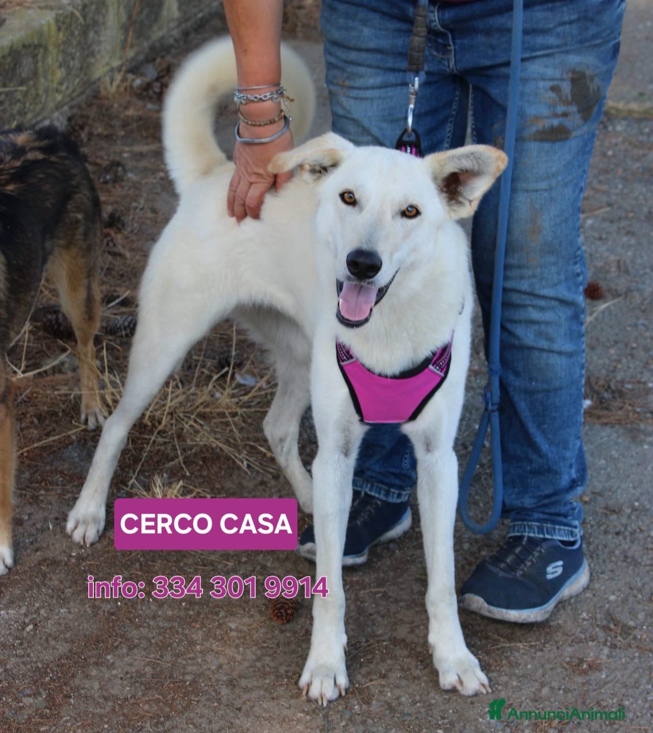Meticcio cani ERIS 🩷 una cagnolina che sorride alla vita - Annuncio 27