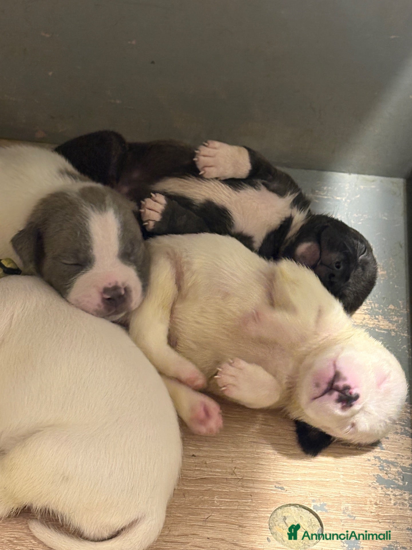 Staffordshire cani Cuccioli di Staffordshire bull terrier - Annuncio 8
