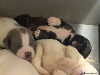 Staffordshire cani Cuccioli di Staffordshire bull terrier - Annuncio 8