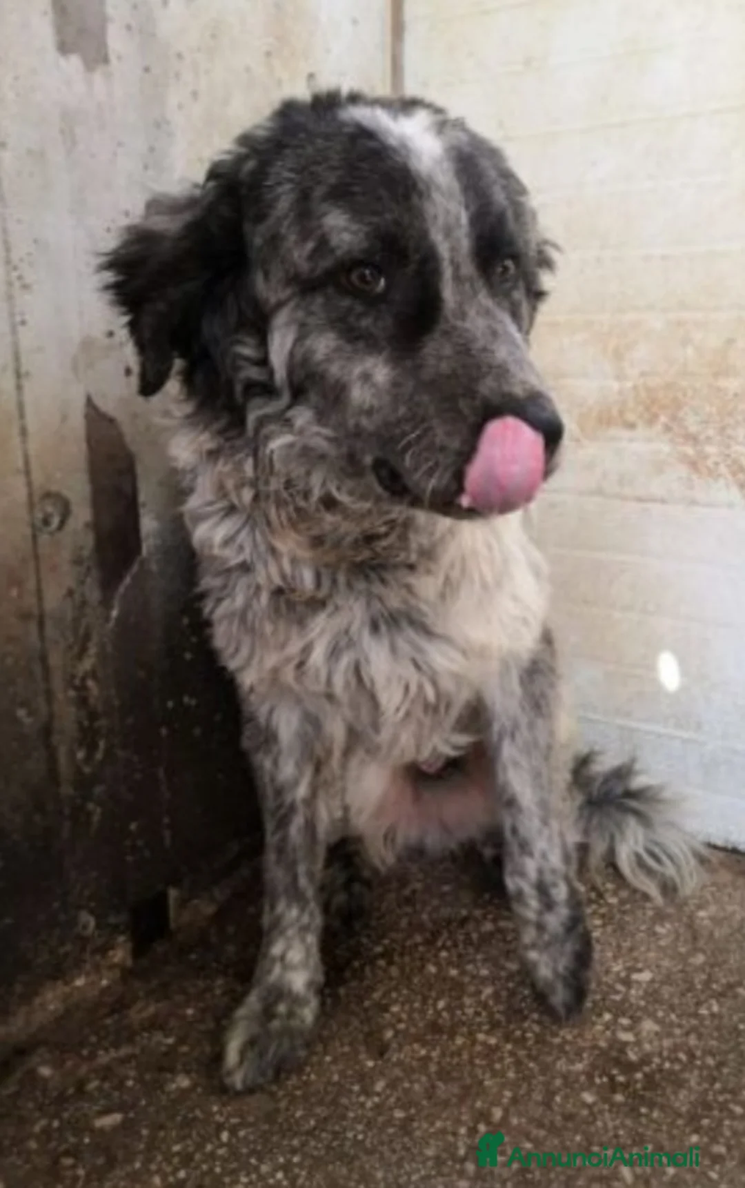 Meticcio cani in regalo: Yali 5anni mix setter 3anni di lager PROV PAVIA a Città metropolitana di Milano - Annuncio 4