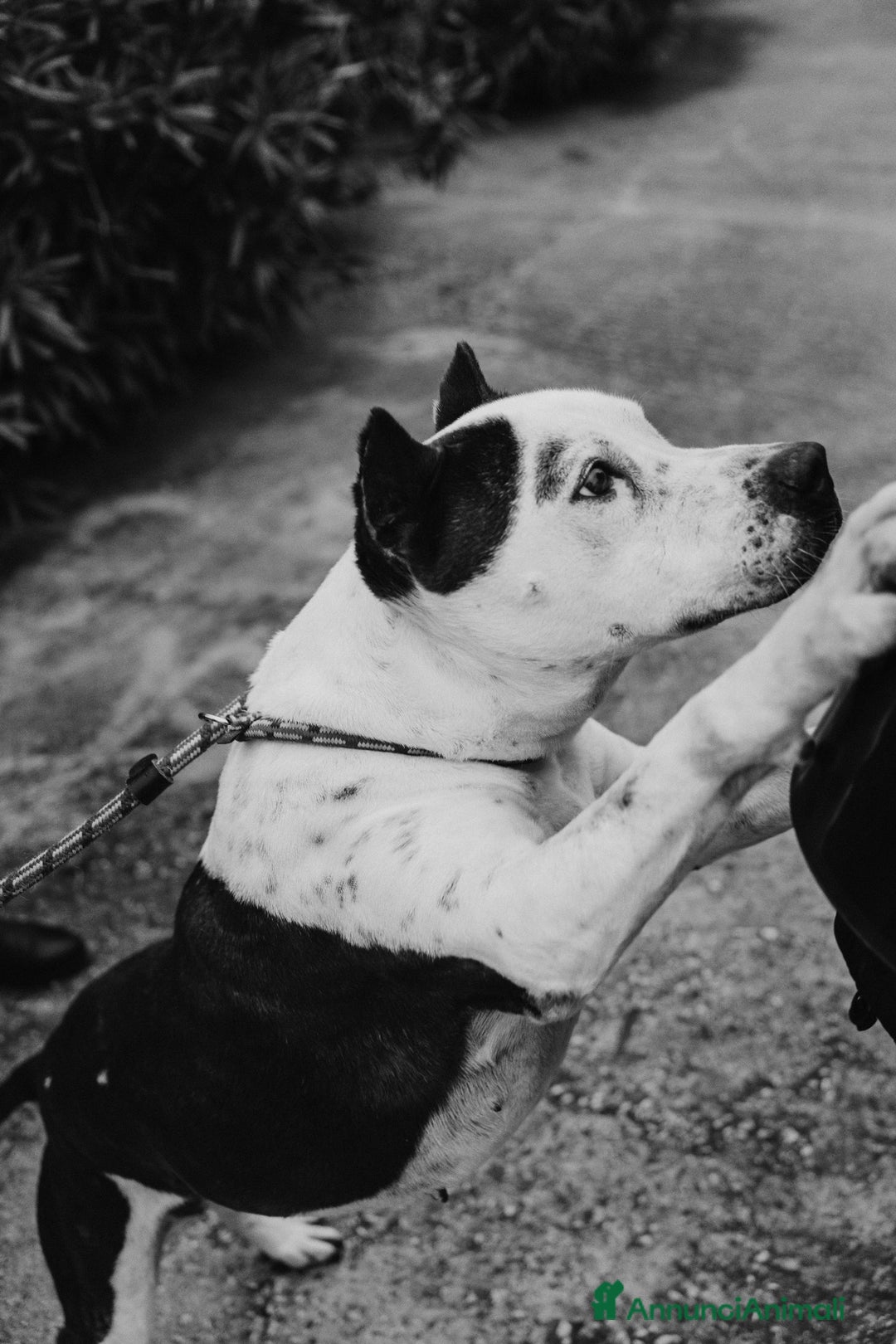 Meticcio cani in regalo: Lo sguardo di Futura chiede solo amore - Annuncio 9