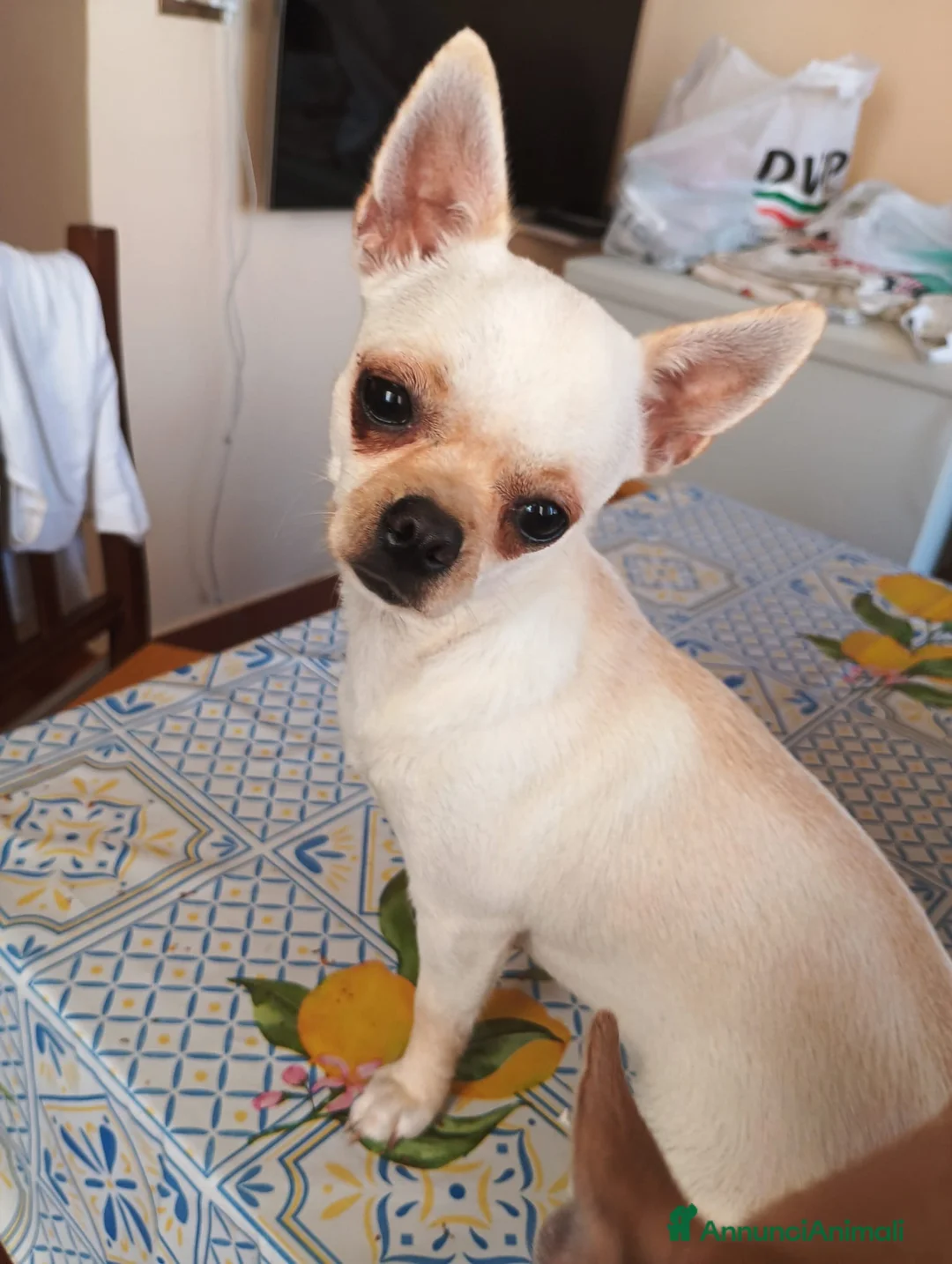 Chihuahua cani in vendita: Chihuahua toy - Annuncio 2
