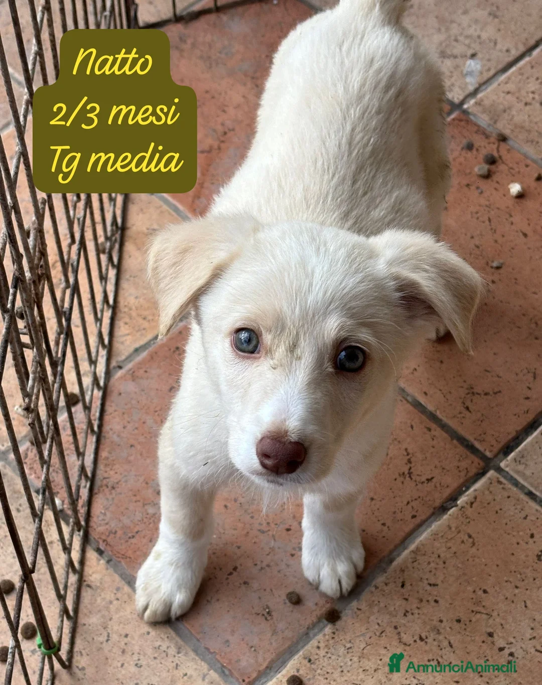 Meticcio cani in regalo: Tanti bellissimi cuccioli da salvare  - Annuncio 10