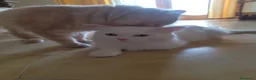 Angora turco gatti in vendita: ANGORA TURCO  - Annuncio 1