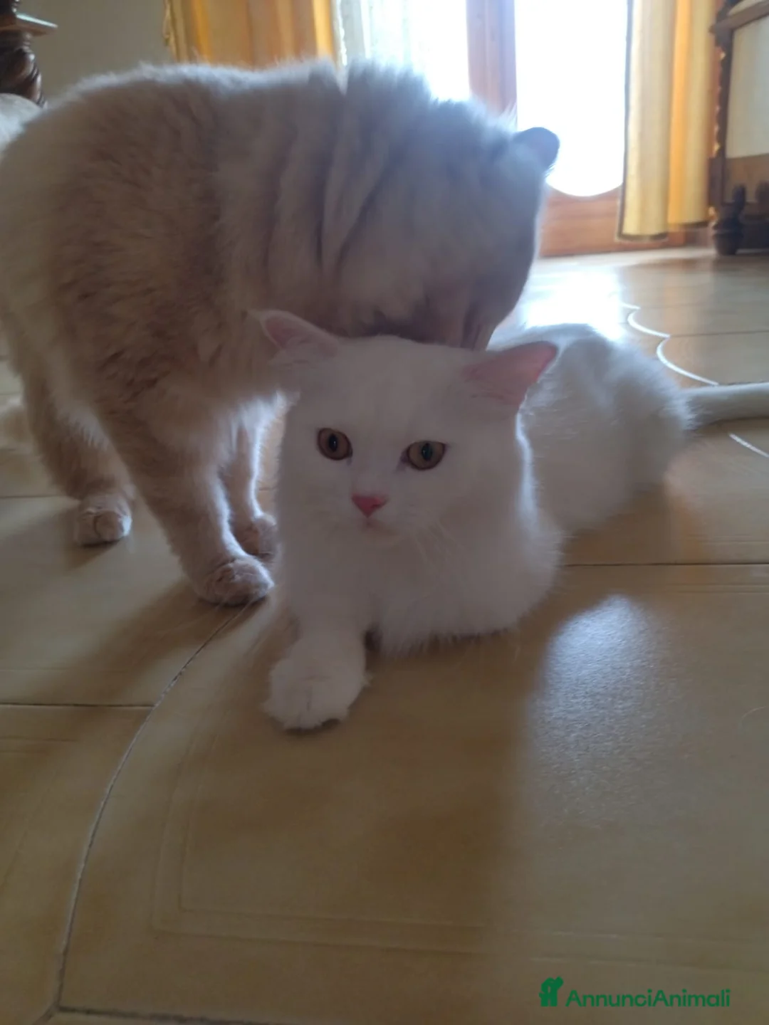Angora turco gatti in vendita: ANGORA TURCO  - Annuncio 1