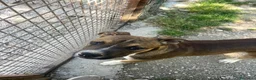 Pitbull cani in regalo: Choco bellissimo cucciolone simil pitbull - Annuncio 4