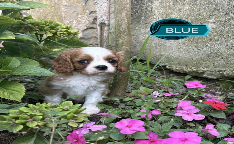 Cavalier King cani a Provincia di Trieste - Annuncio 1