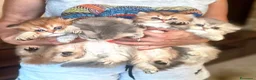 British gatti in vendita: British longhair  - Annuncio 5