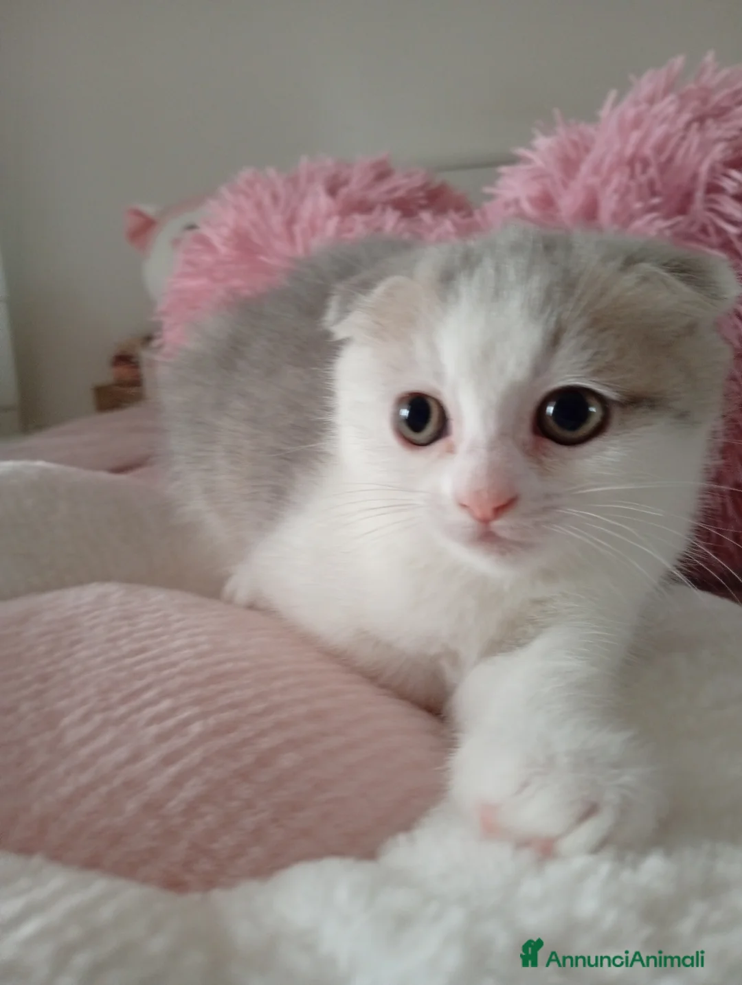 Scottish gatti in vendita: Scottish fold - Annuncio 5
