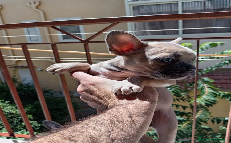 Bulldog Francese cani a Città metropolitana di Palermo - Annuncio 8