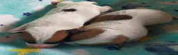 Jack Russell cani in vendita: Jack Russel cucciole  - Annuncio 4