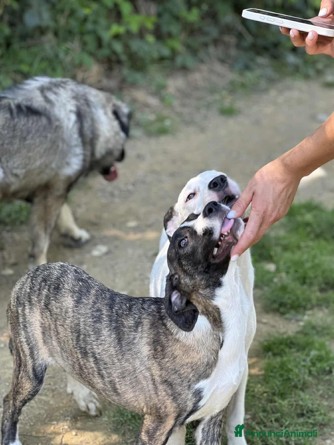 Dogo Argentino cani in regalo: BORIA & BALINA, cucciole mix DOGO ARGENTINO!  - Annuncio 11