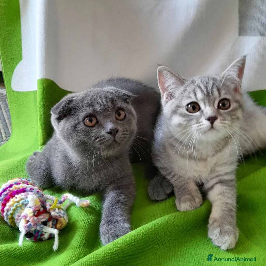 Scottish gatti in vendita: Cuccioli Scottish fold e straight.  - Annuncio 1