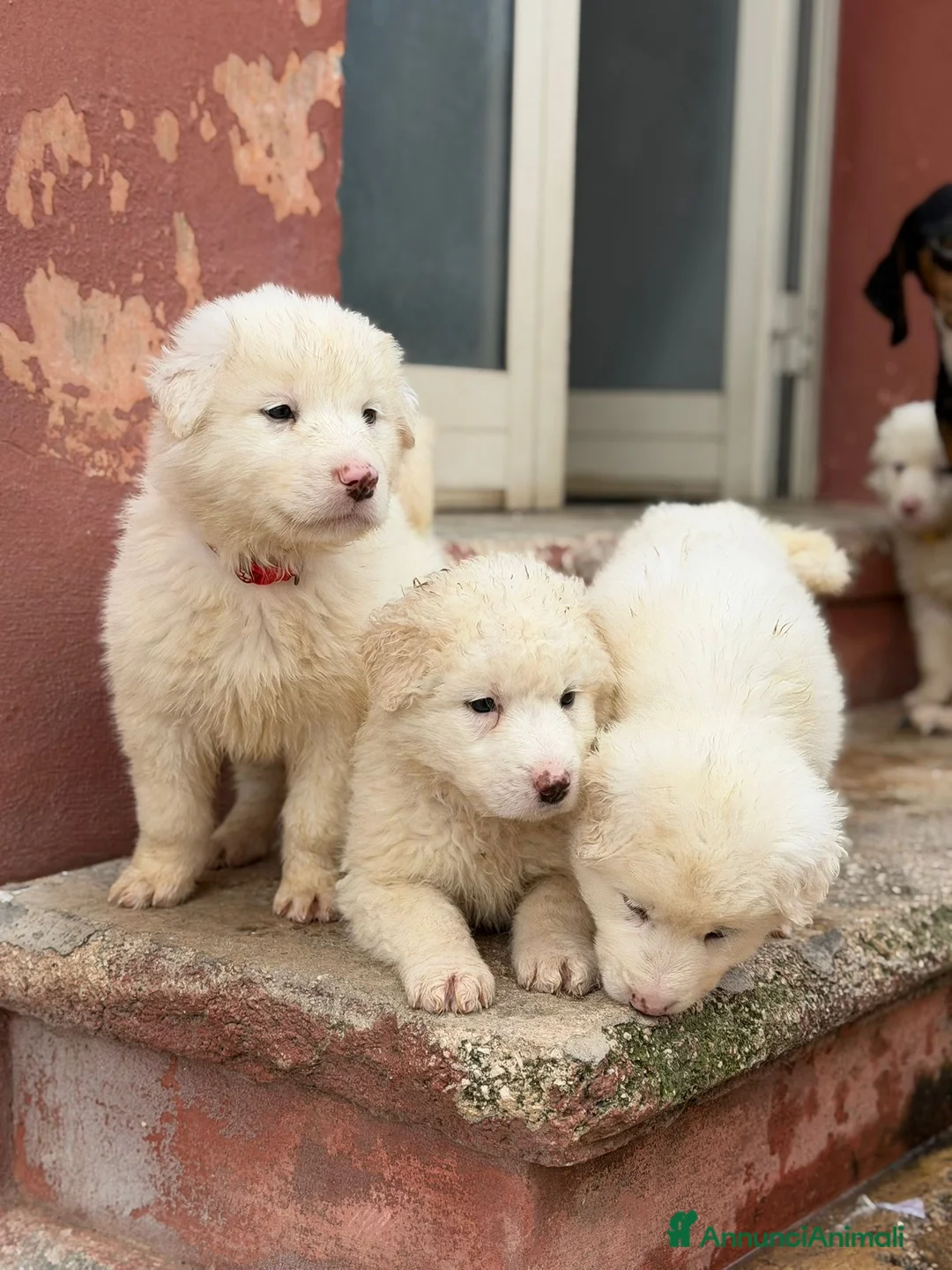 Pastore Maremmano cani in regalo: Maremmani cuccioli  a Provincia di Parma - Annuncio 10