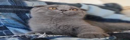 Scottish gatti in vendita: Cucciolo Scottish  - Annuncio 2
