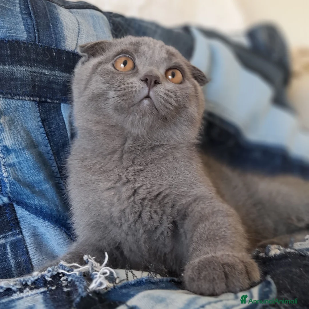 Scottish gatti in vendita: Cucciolo Scottish  - Annuncio 2