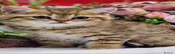 British gatti in vendita: Bellissimi cuccioli di british shorthair golden  - Annuncio 2