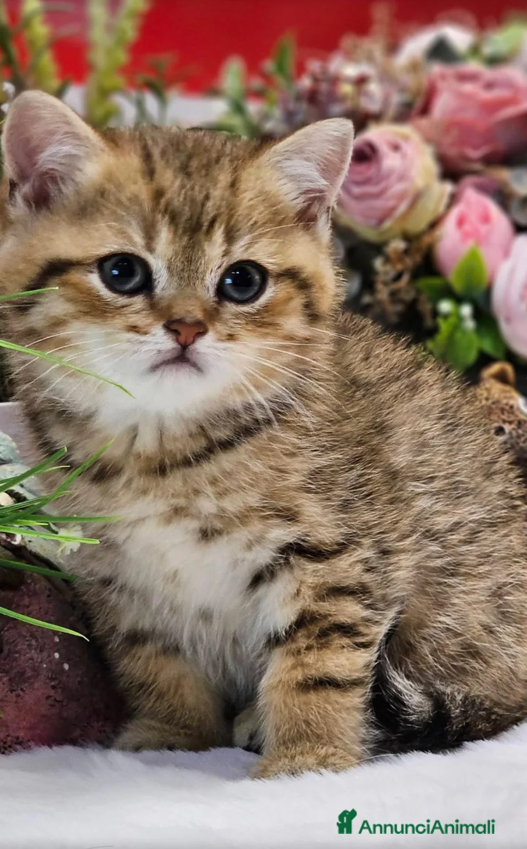 British gatti in vendita: Bellissimi cuccioli di british shorthair golden  - Annuncio 2