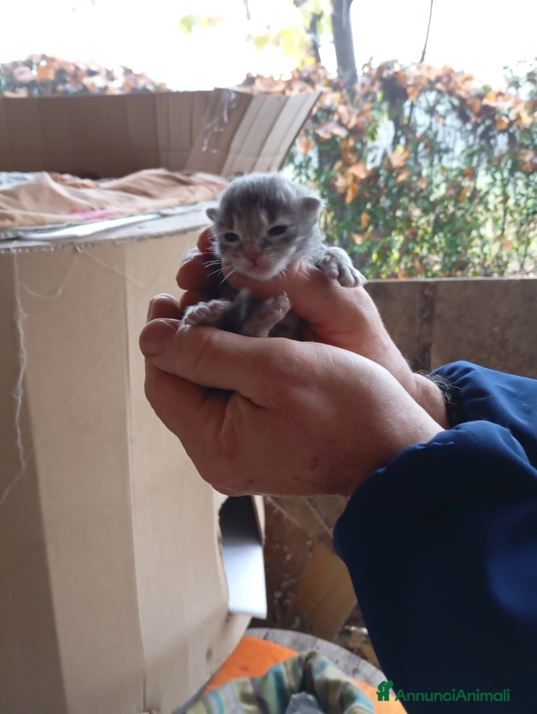 Europeo gatti in regalo: GATTI E GATTINI  - Annuncio 11