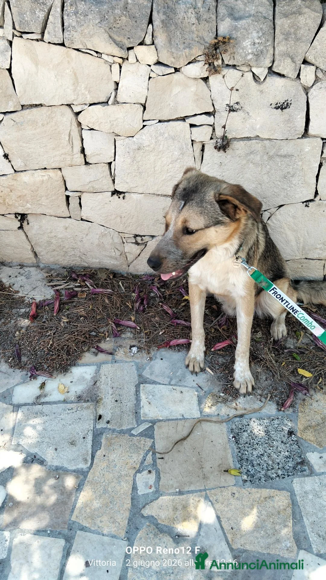 Meticcio cani in regalo: Maschio affettuoso - Annuncio 2