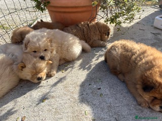 Chow Chow cani Cuccioli di Chow Chow - Annuncio 1