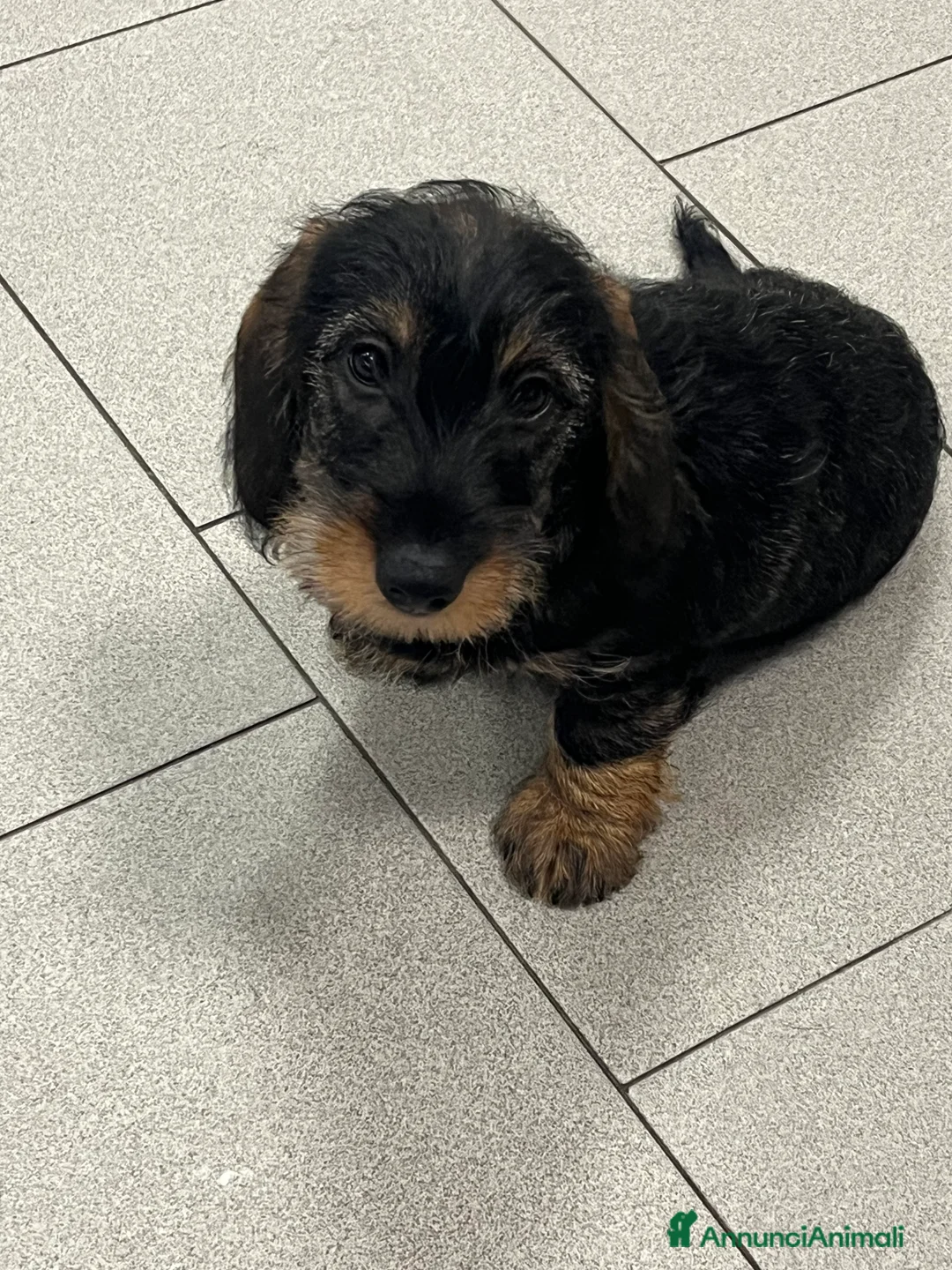 Bassotto cani in vendita: Bassotti a pelo duro taglia nana a Provincia di Monza e della Brianza - Annuncio 2