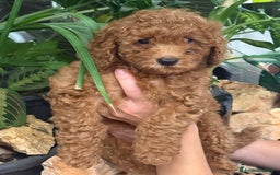 Barboncino cani in vendita: Barboncini nanetti 🐩🐩🐩 - Immagine 15