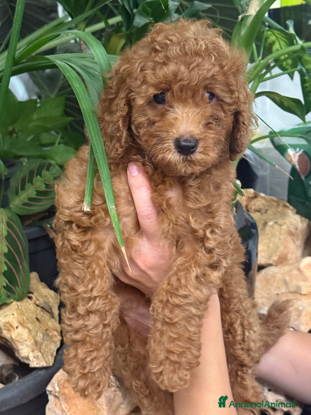 Barboncino cani in vendita: Barboncini nanetti 🐩🐩🐩 - Immagine 15