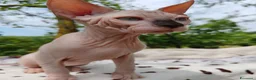 Sphynx gatti in vendita: Disponibili splendidi cuccioli di Sphynx ✨ - Annuncio 12