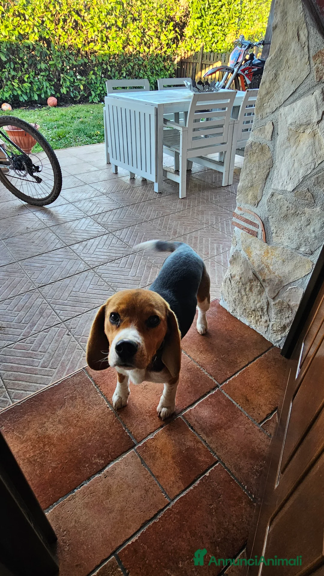 Beagle cani in vendita: Cucciolo Beagle 8 mesi - Annuncio 2