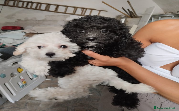 Barboncino Toy cani a Provincia di Taranto - Annuncio 4
