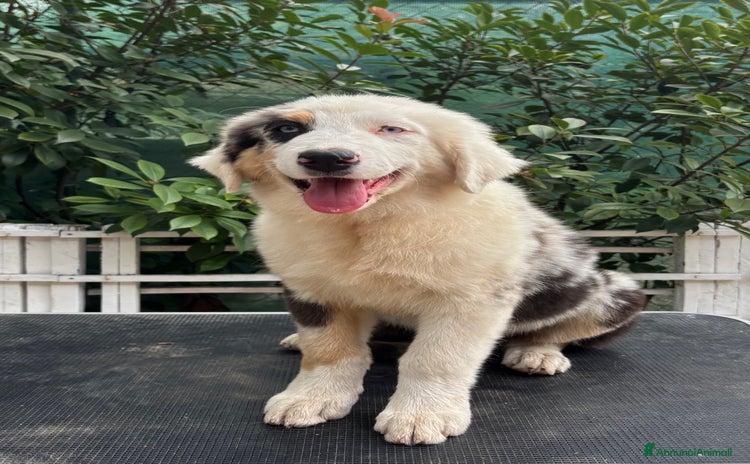 Australian Shepherd cani a Provincia di Vicenza - Annuncio 12