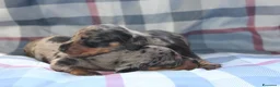 Bassotto cani in vendita: Cuccioli di bassotto - Annuncio 7
