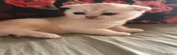 Scottish gatti in vendita: Cuccioli di Scottish Fold - Annuncio 4
