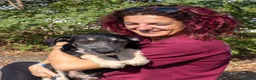 Meticcio cani in regalo: GUNN  - Annuncio 3