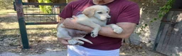 Meticcio cani in regalo: IL SIMPATICO BACON TI STA ASPETTANDO, IN ADOZIONE - Annuncio 2