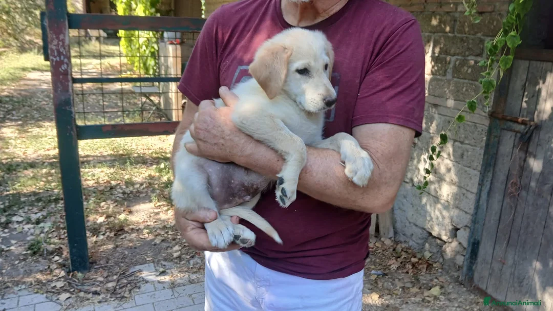 Meticcio cani in regalo: IL SIMPATICO BACON TI STA ASPETTANDO, IN ADOZIONE - Annuncio 2