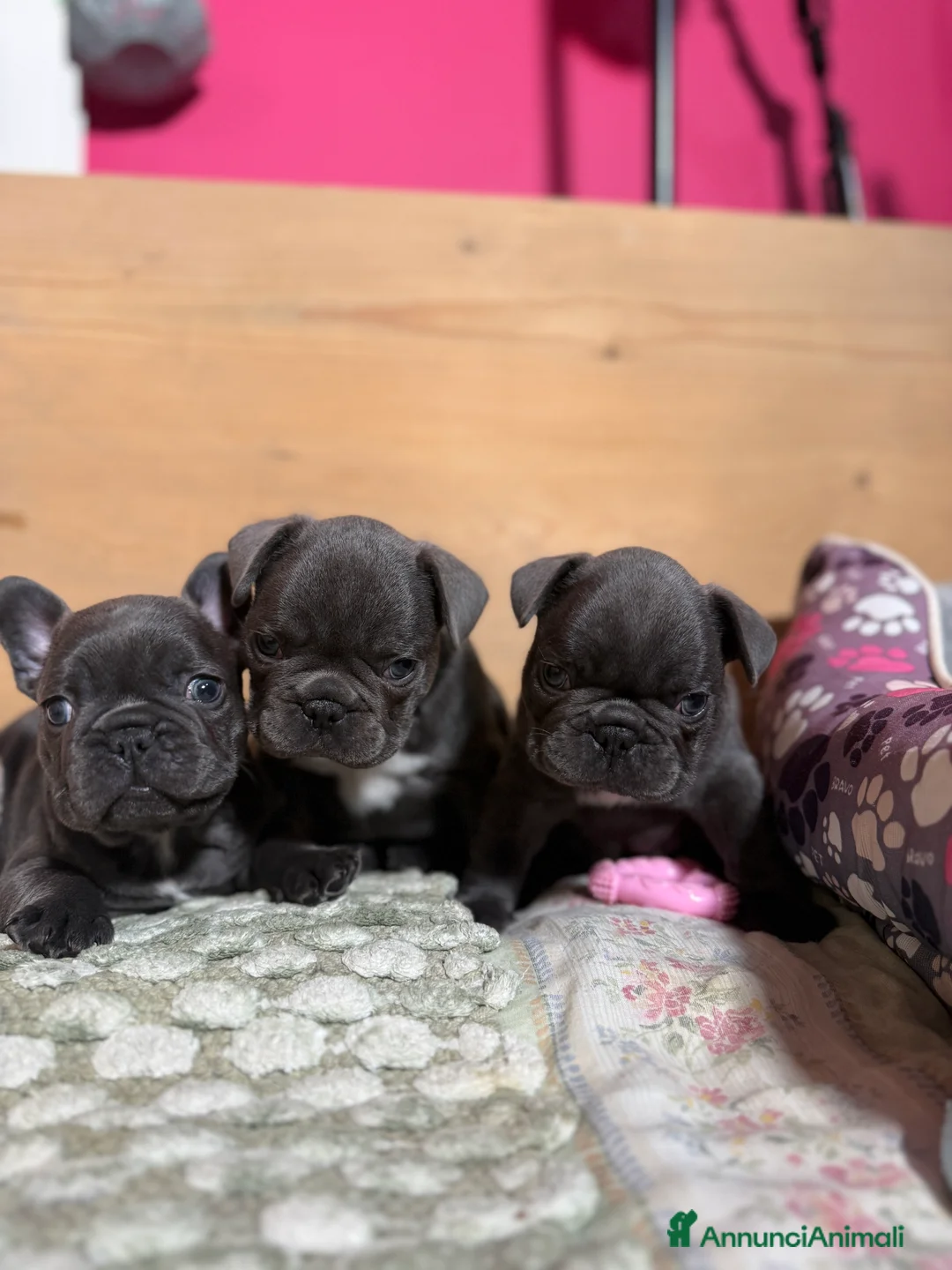 Bulldog Francese cani in vendita: Cuccioli di Bulldog Francese - Annuncio 5