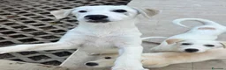 Meticcio cani in regalo: Grey  a Provincia di Savona - Annuncio 1