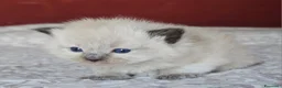 Ragdoll gatti in vendita: Meravigliosa cucciolata Ragdoll  - Annuncio 5