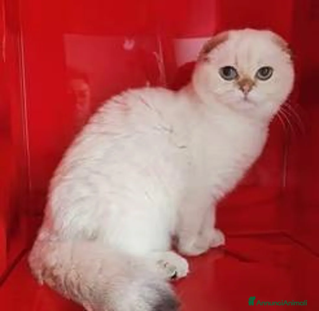 Scottish gatti in vendita: Cucciolo Scottish fold pedigree ENFI - Annuncio 1