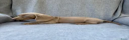Bassotto Nano cani in vendita: Bassotto nano femmina 3 mesi - Annuncio 5