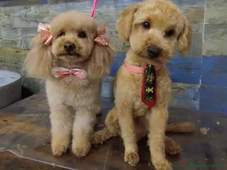 Barboncino Toy cani barboncino toy red - Annuncio 4