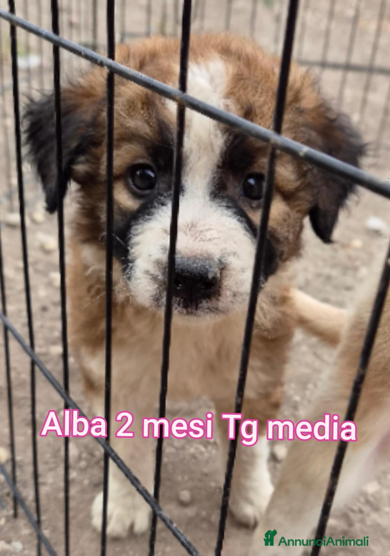 Meticcio cani TANTI CUCCIOLI SOLI  - Annuncio 17
