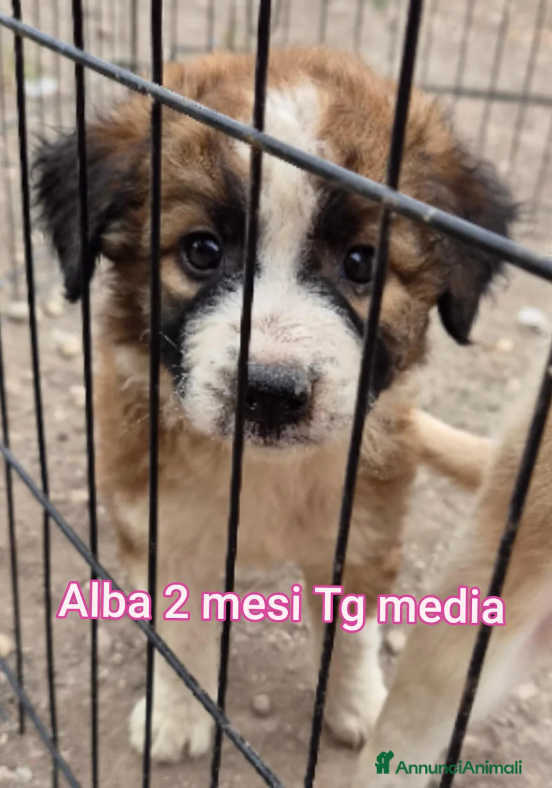 Meticcio cani in regalo: TANTI CUCCIOLI SOLI  a Provincia di Vicenza - Annuncio 1