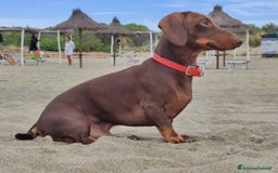 Bassotto cani per accoppiamento: 🐾 CERCO BASSOTTA PER ACCOPPIAMENTO – TOSCANA 🐾 - Immagine 3