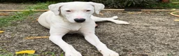 Meticcio cani in regalo: Alice a Provincia di Brescia - Annuncio 4