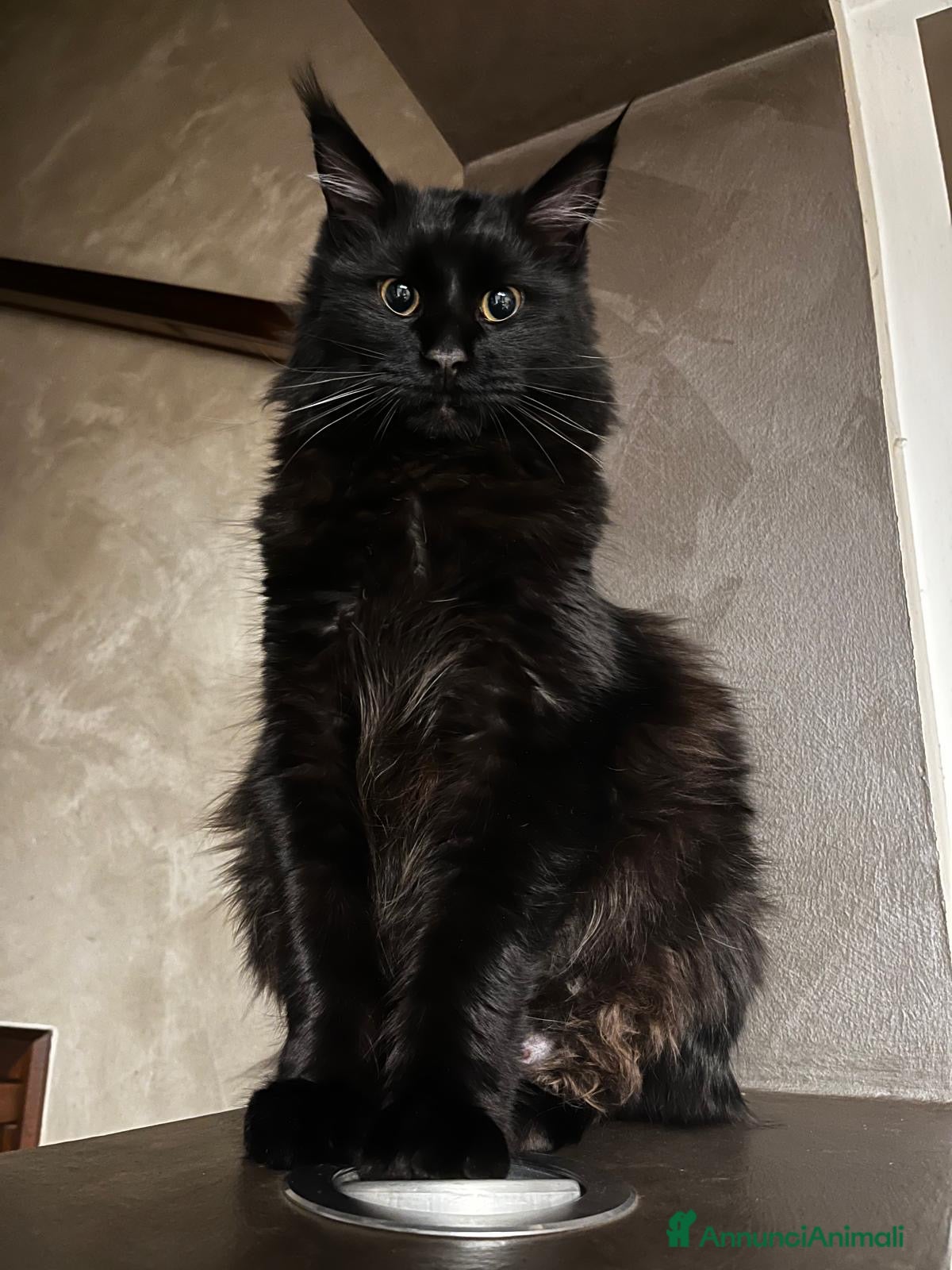 Maine Coon gatti CUCCIOLI MAINE COON BLACK SOLID - Annuncio 1