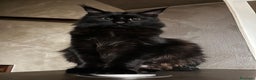 Maine Coon gatti in vendita: CUCCIOLI MAINE COON BLACK SOLID - Annuncio 1