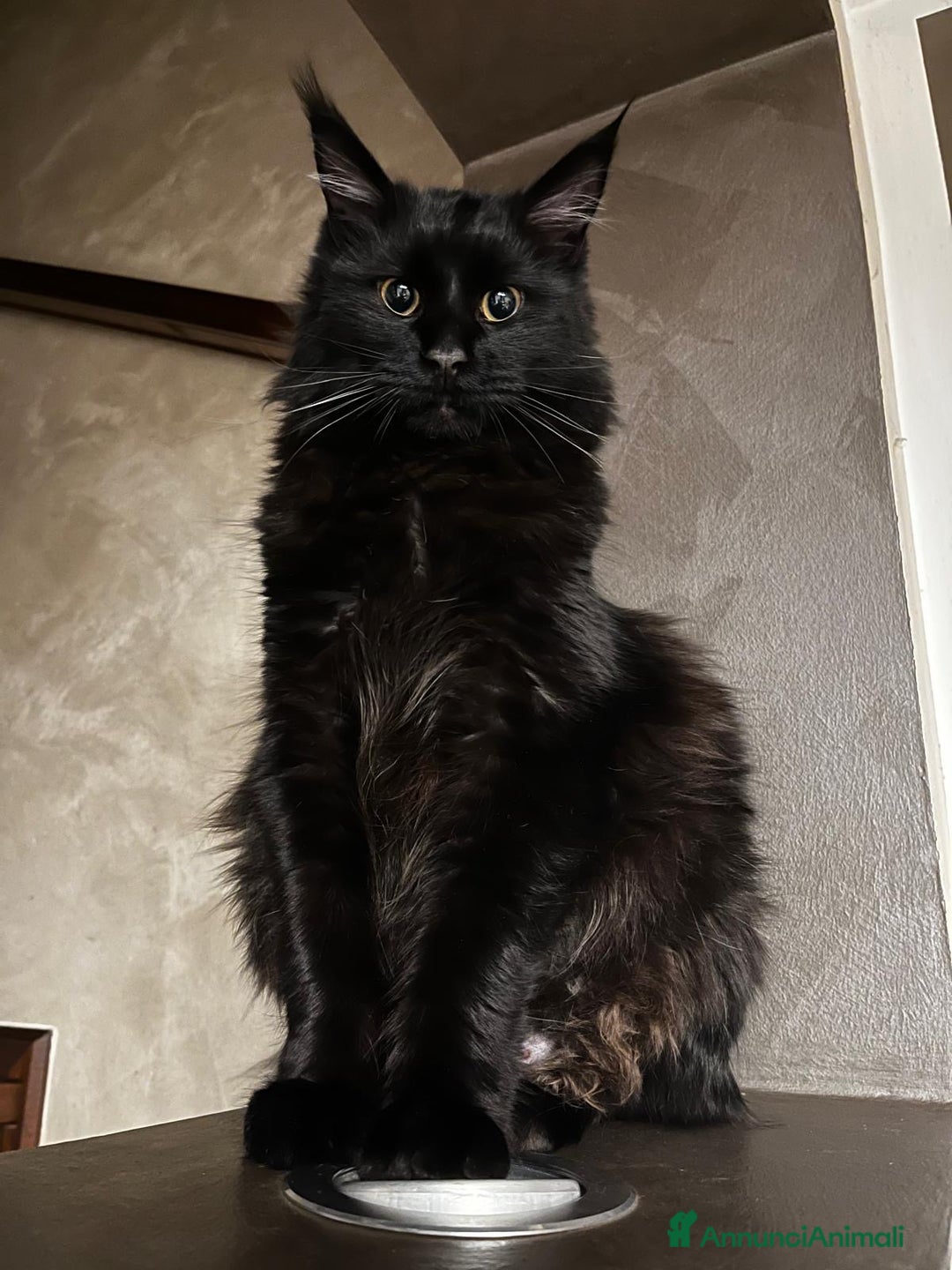 Maine Coon gatti in vendita: CUCCIOLI MAINE COON BLACK SOLID - Annuncio 1
